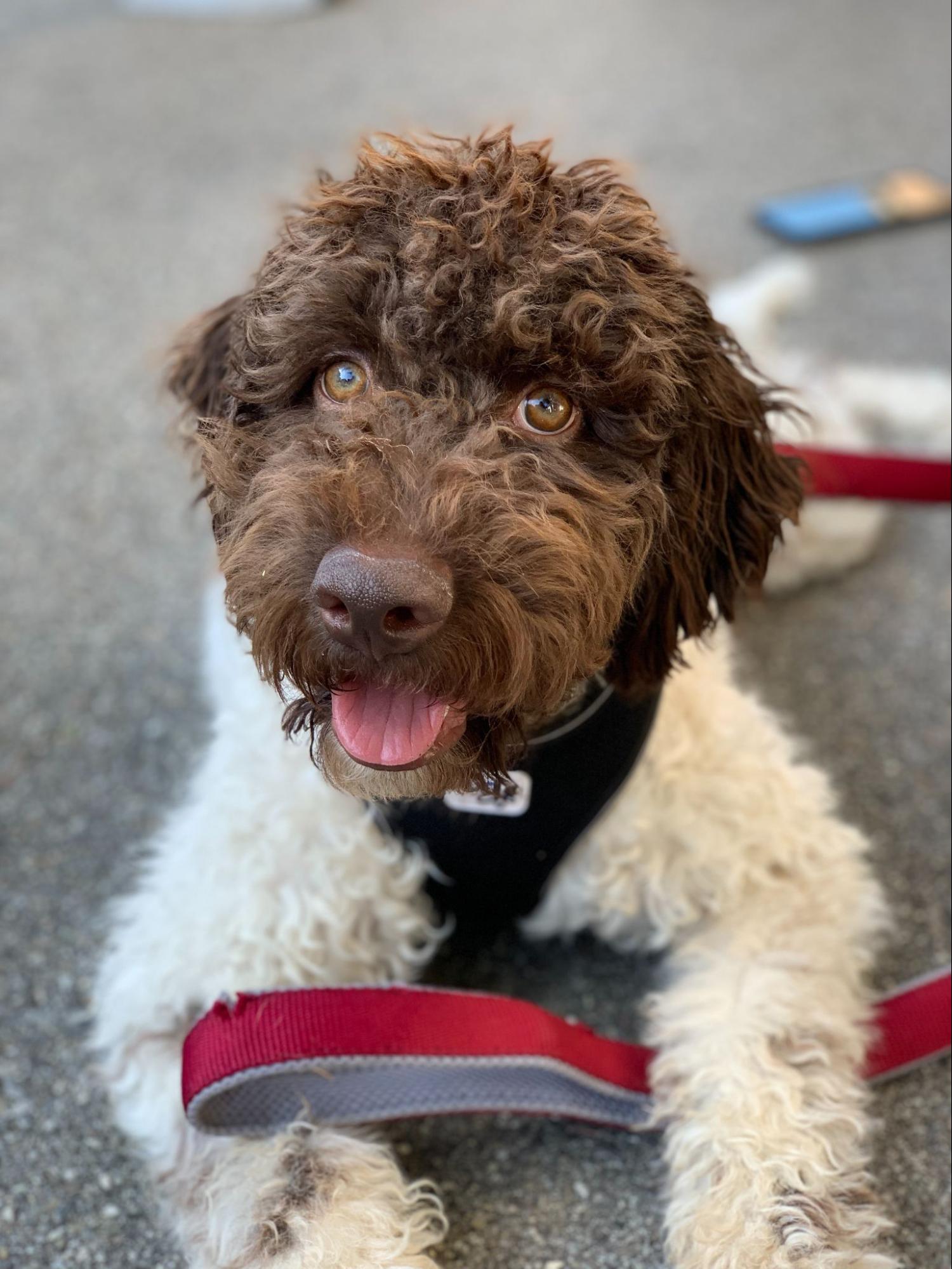 Lagotto Hund