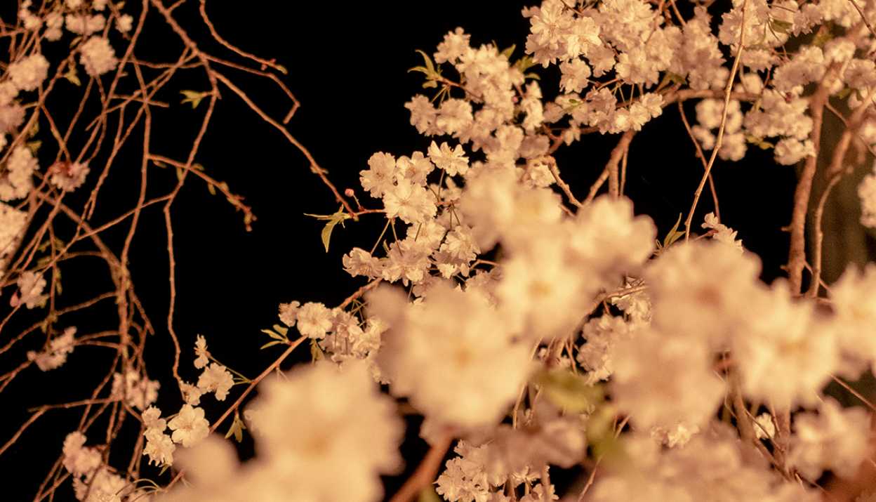 Bild von Kirschblüten von HUBER.HUBER