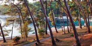 Blick durch einen lichten Pinienwald auf eine türkisfarbene Bucht in Mali Losinj, Kroatien.