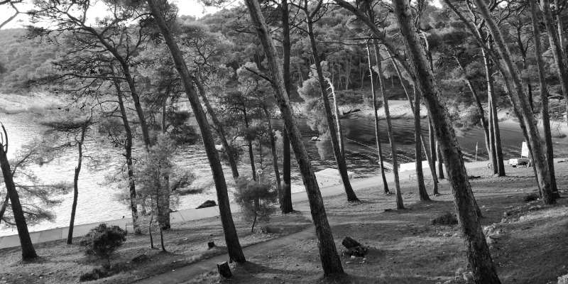 A view through a sparse pine forest onto a turquoise bay in Mali Losinj, Croatia.