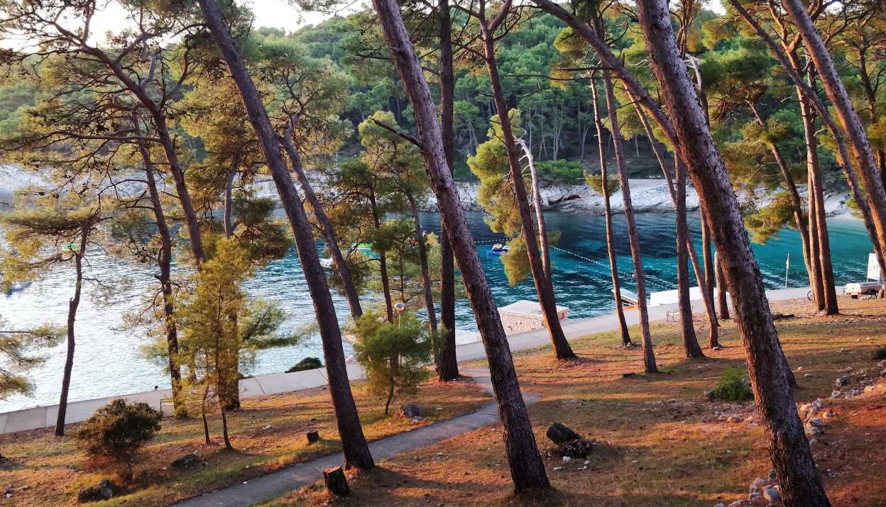 A view through a sparse pine forest onto a turquoise bay in Mali Losinj, Croatia.